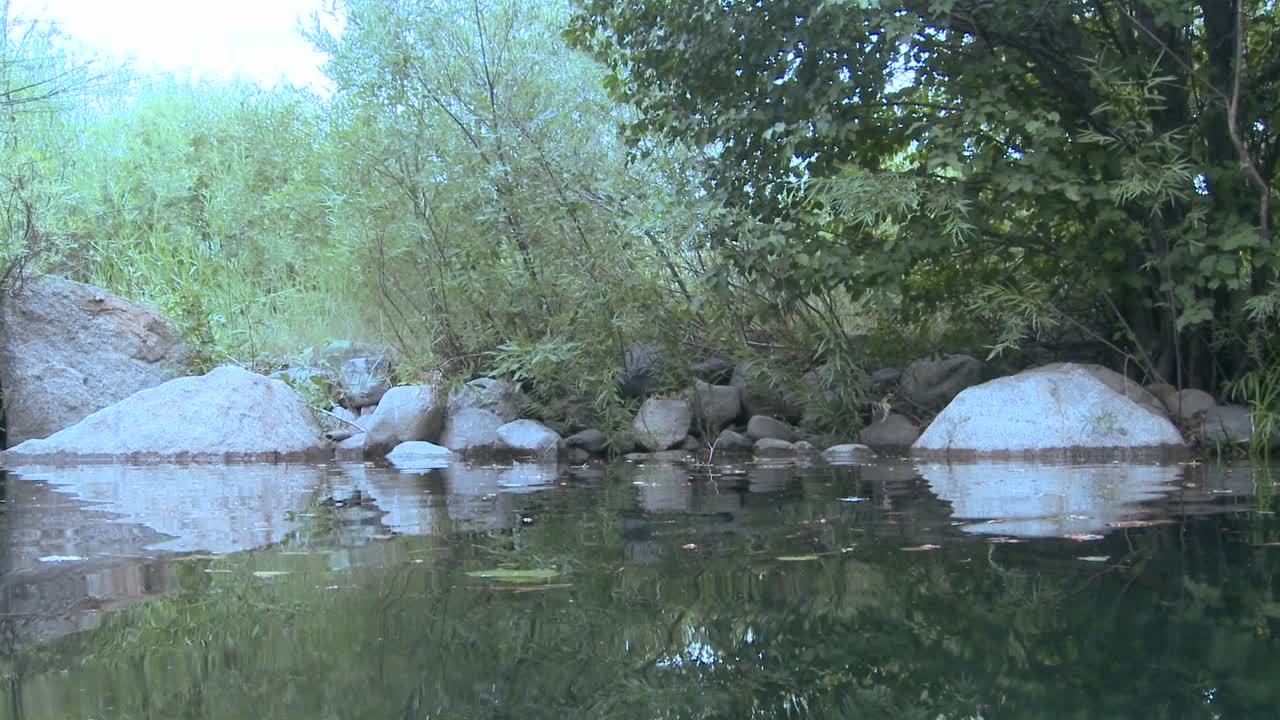 Un'inquadratura che si sposta da sopra a sotto l'acqua rivela trote iridee che nuotano.