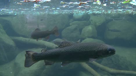 a shot moving from above water to underwater reveals rainbow trout swimming