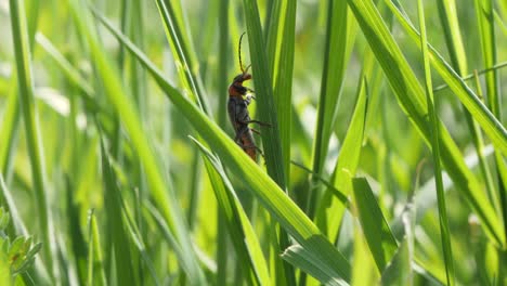 Gruseliges,-Krabbelndes-Insekt,-Das-Langsam-Einen-Grasstrang-Hochklettert