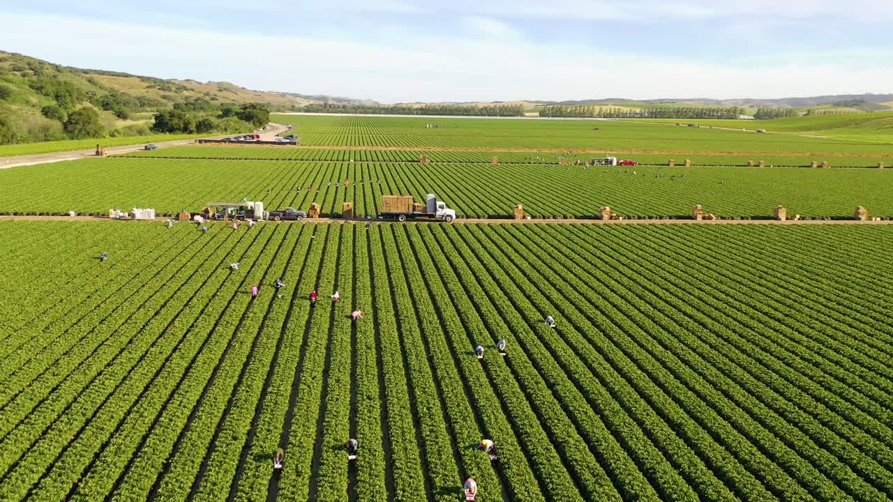 excelente antena de vastos campos agrícolas comerciales de california con trabajadores agrícolas inmigrantes inmigrantes mexicanos recogiendo cultivos 6