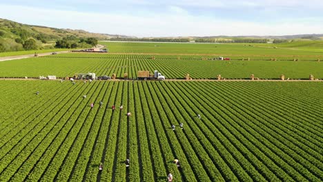 Excellent-Aerial-Of-Vast-Commercial-California-Farm-Fields-With-Migrant-Immigrant-Mexican-Farm-Workers-Picking-Crops-6