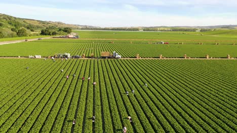 eccellente antenna di vasti campi agricoli della california commerciale con lavoratori agricoli messicani immigrati migranti che raccolgono raccolti 6