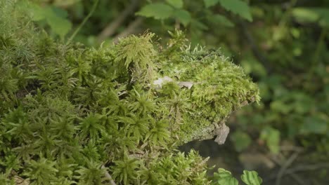 tronco cubierto de musgo en el bosque