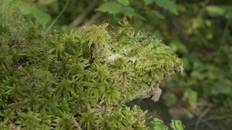 moss covered log in forest