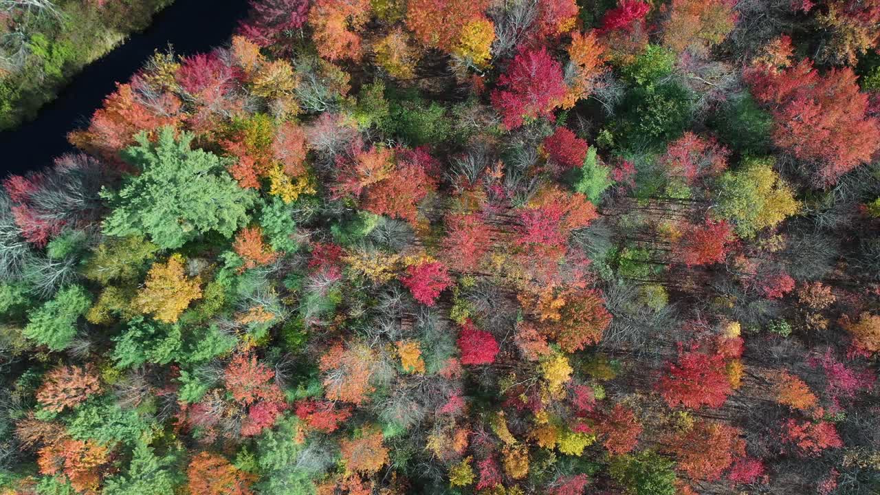 vista aérea de arriba hacia abajo de los colores mágicos del bosque en la temporada de otoño