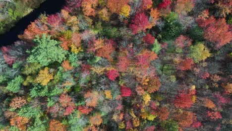 top down aerial view of magical forest colors in autumn season