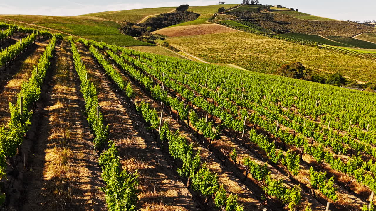 Vista aerea di rigogliosi filari di vigneti verdi su dolci colline