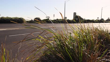 grass swaying by a road in melbourne