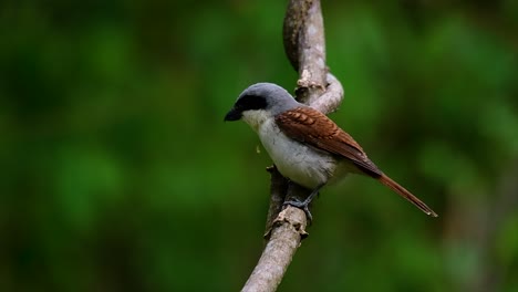 el alcaudón tigre obtuvo su nombre por el patrón de tigre en sus plumas, ya que también es un depredador de un ave que se alimenta de insectos, mamíferos muy pequeños e incluso aves de su tamaño.