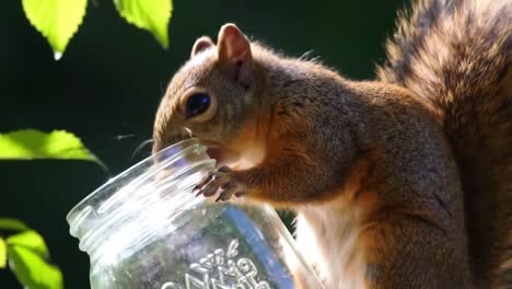 a curious squirrel explores a glass jar, showcasing its playful nature amidst lush greenery in a serene natural setting
