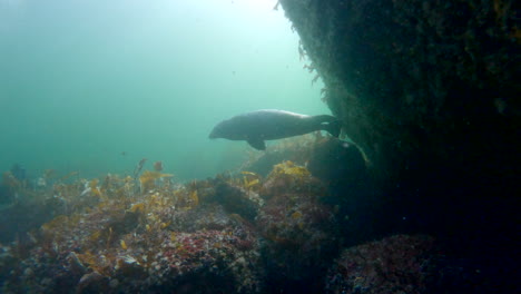 Kegelrobbe-Schwimmt-Während-Eines-Tauchgangs-In-Percé,-Quebec,-In-Der-Nähe-Von-Tauchern