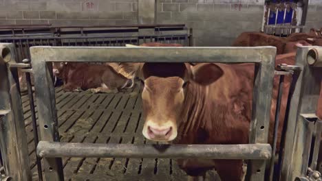 brown cow inside his fence