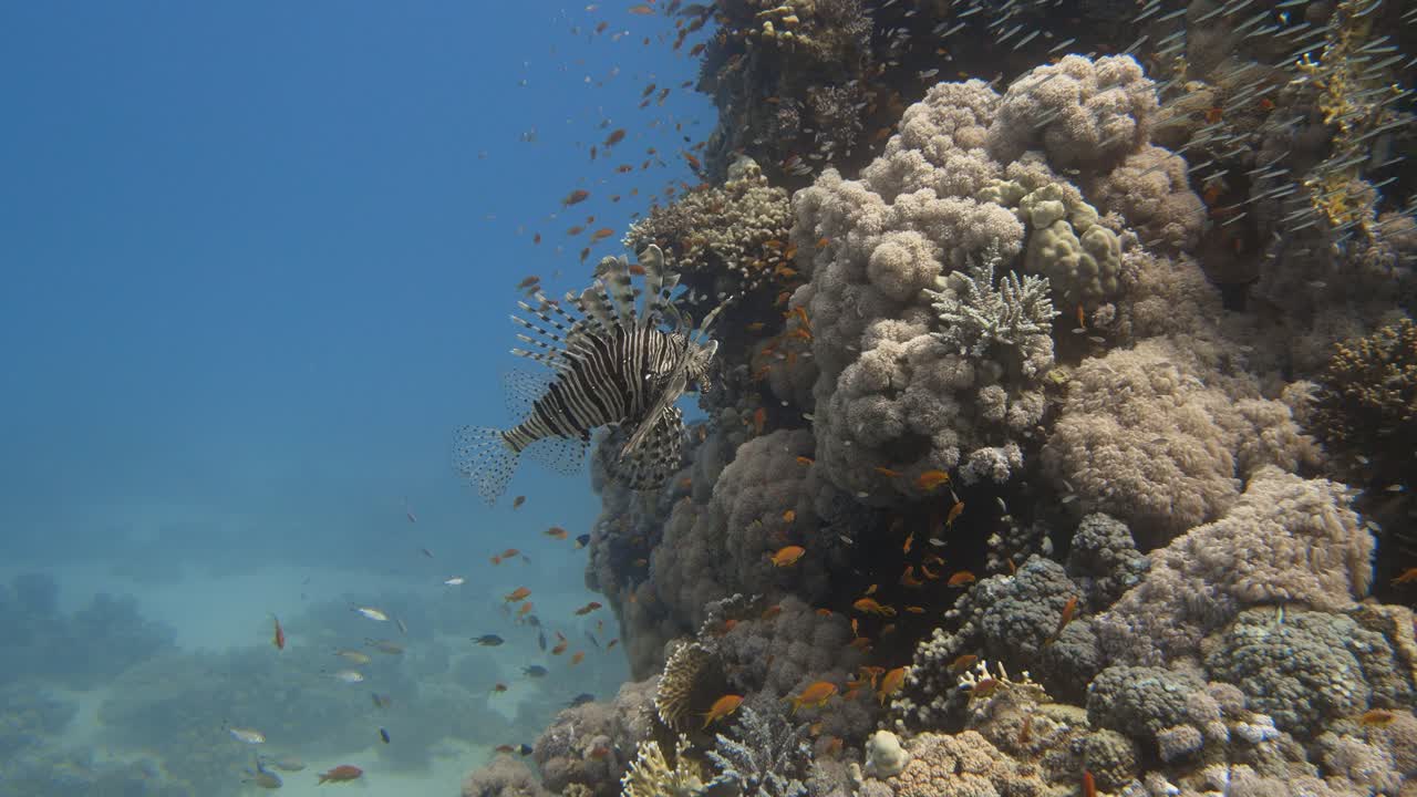 Lionfish swimming slowly next to a large coral structure with lots of fish swimming around in 4k