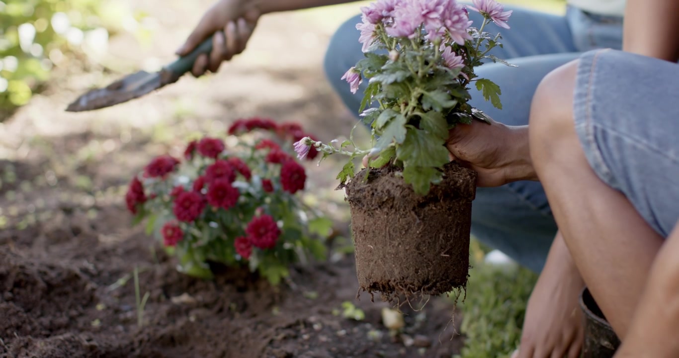 Casal afro-americano cavando canteiro de jardim com pá de jardinagem, afofando raízes e plantando flor rosa
