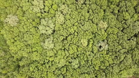 vista aérea de arriba hacia abajo del bosque verde de verano con muchos árboles frescos.