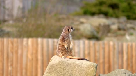 一隻單身的 meerkat 坐在岩石上,尋找危險