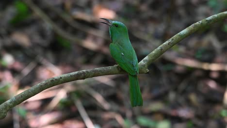 Facing-to-the-left-as-seen-from-its-back-looking-around-with-its-mouth-wide-open-in-the-forest,-Blue-bearded-Bee-eater,-Nyctyornis-athertoni,-Kaeng-Krachan-National-Park,-Thailand