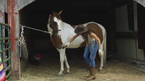 young attractive cowgirl grooms her pinto horse in a stable-2