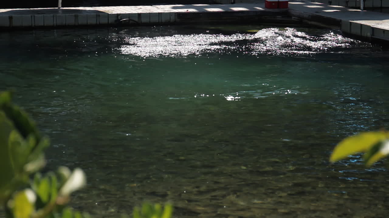 바다 동물 보호 구역에서 돌고래 수영과 점프