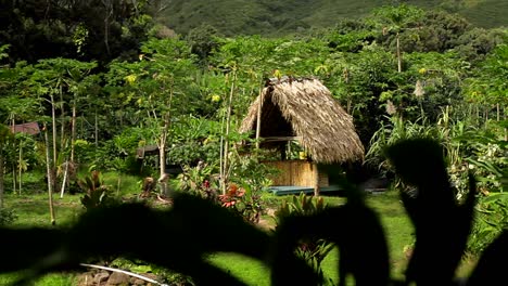 a small native hut in the jungle on a tropical island