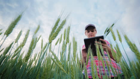 middle aged female farmer working in a wheat field using a tablet bottom angle shooting