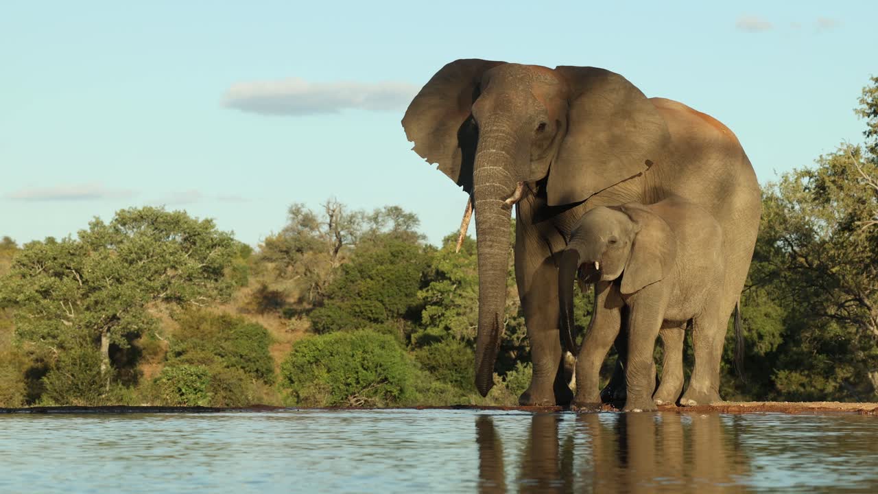 Wide shot of a female African elephant and her calf drinking at a waterhole in front of a hide in beautiful light, Greater Kruger