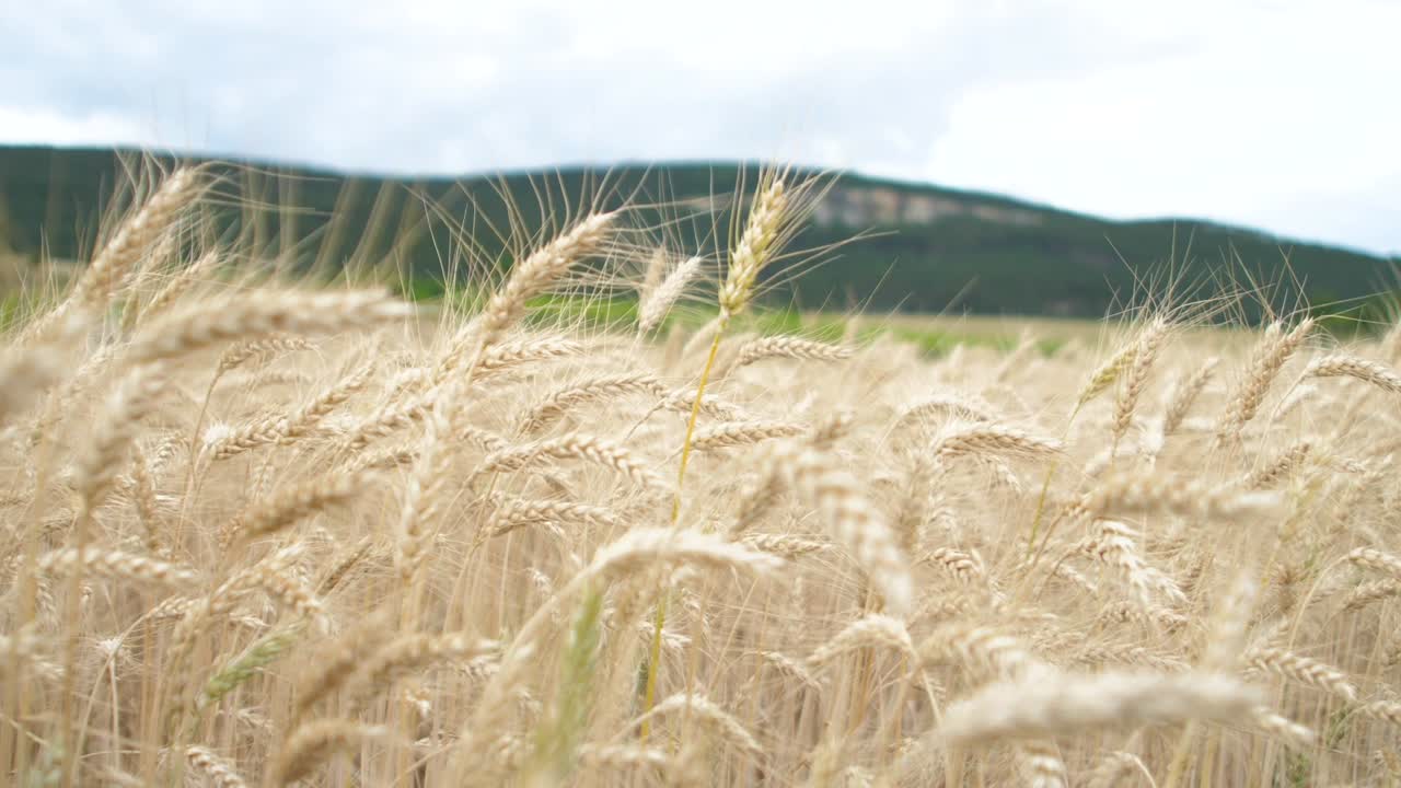 Close golden grain wheat filed in summer wiggles in the wind