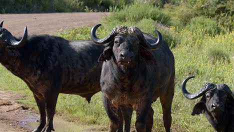 african buffalos standing and looking straight to the camera in kruger national park, south africa