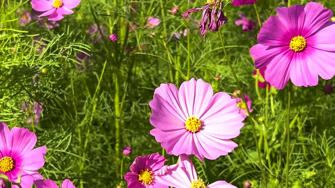 Bright pink cosmos flowers bloom abundantly in a sunlit meadow, showcasing nature's vibrant colors and lush greenery.