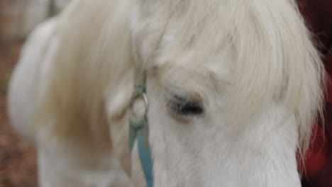 White-horse-walking-through-forest,-closeup-of-the-eye,-mane-blowing-in-the-wind-slow-motion