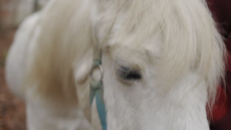 white horse walking through forest, closeup of the eye, mane blowing in the wind slow motion