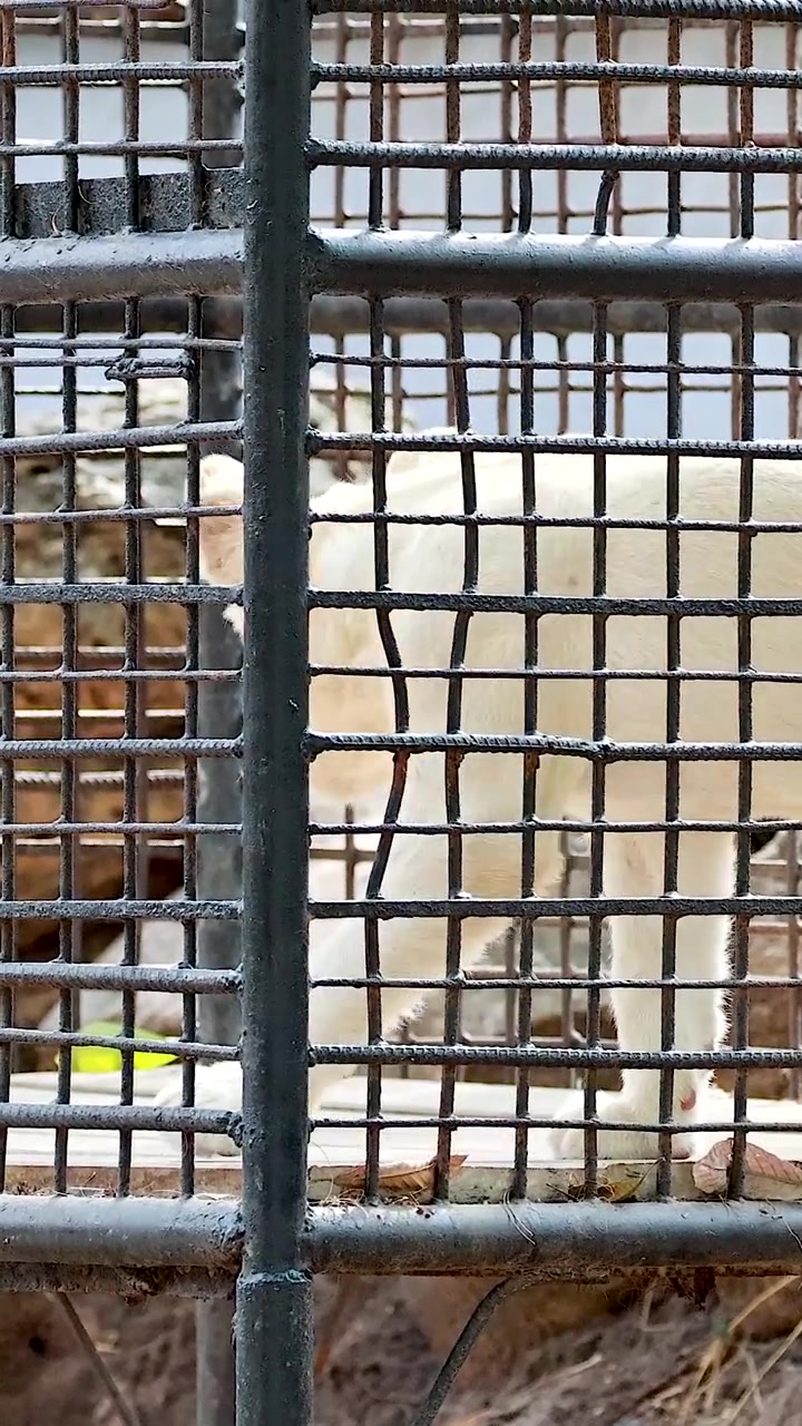 Leone bianco che si aggira in una gabbia dello zoo