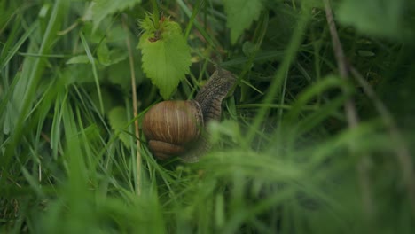 Schöne-Markierungen-Auf-Essbarer-Schnecke-Mit-Braunem-Gehäuse