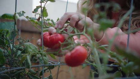 mujer admirando y recogiendo tomates cultivados en casa en el jardín trasero