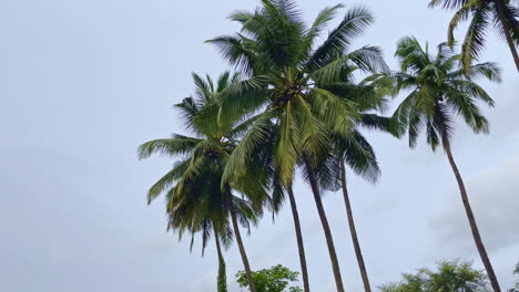 Palm tree under bright blue sky Saleri River Goa India 4K