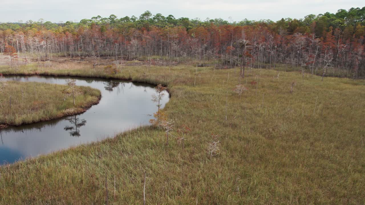 vuelo aéreo sobre un arroyo que atraviesa un espeso pantano de florida