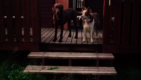 some amazing close-ups of beautiful dog in sunset light