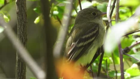 acadian flycatcher bird perched on small branch in dense green forest