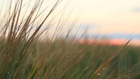sunset over a wheat field