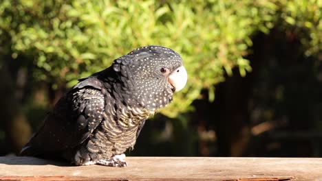 a black cockatoo perched on a wooden rail