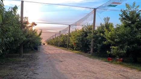 Hermosa-Vista-En-Un-Día-Soleado,-Tractor-Rociando-Pesticidas-En-Cerezos