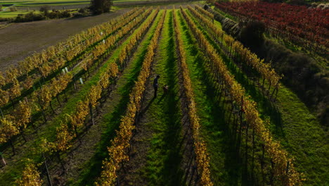 Man-plays-fetch-with-best-friend-dog-at-golden-hour-in-vineyard-rows-of-farm-during-autumn