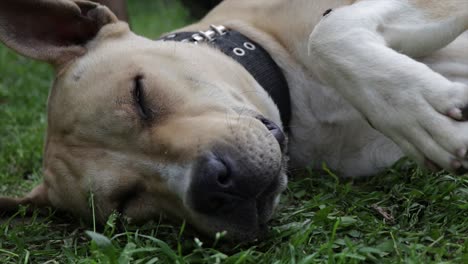 Hund-Wird-Von-Fliegen-Gestört,-Während-Er-Auf-Gras-Schläft