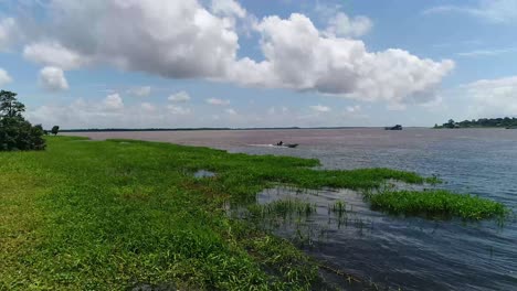 green aquatic vegetation grown in the bank of