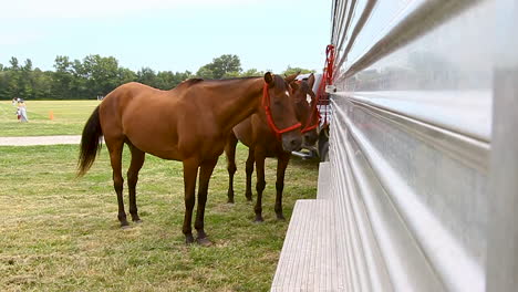 two horses tied to a trailer_medium shot