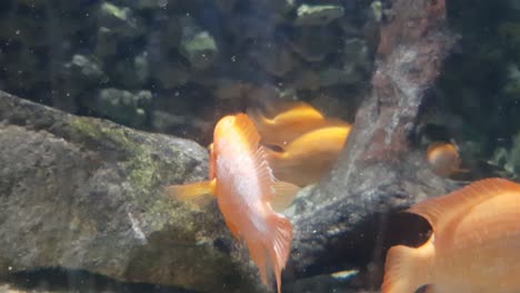 red devil cichlid fish (amphilophus labiatus) close up shoot