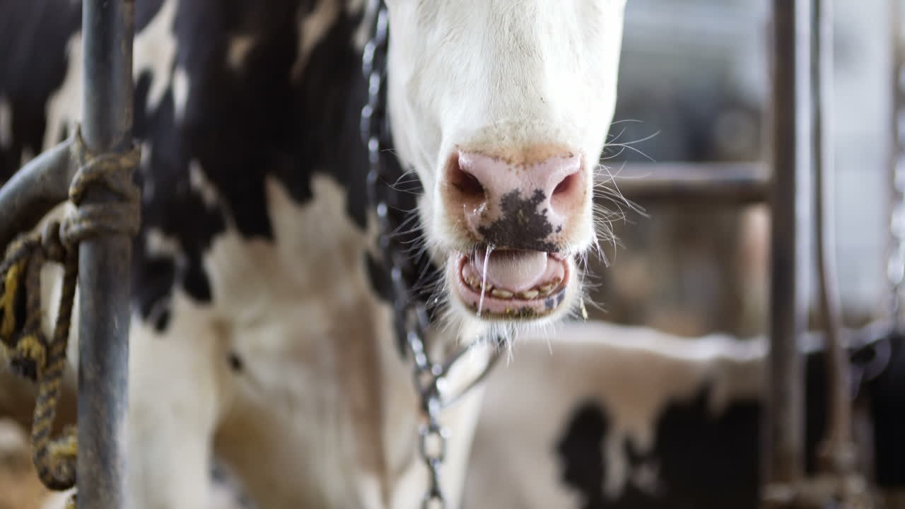 Vaca comiendo heno en granero de granja. Vacas lecheras en establo agrícola 1