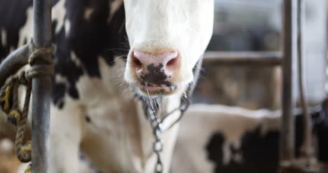 Kuh-Frisst-Heu-Im-Bauernhof-Scheune-Landwirtschaft-Milchkühe-Im-Landwirtschaftlichen-Bauernhof-Stall-1