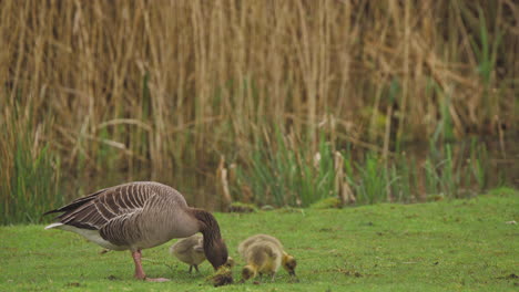 Greylag-goose-mother-with-fluffy-goslings-grazing-on-grass-by-river