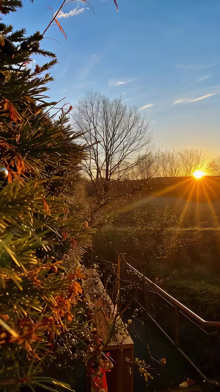 Vídeo vertical: Rayos de sol proyectándose cerca del horizonte, retroiluminando un árbol y borrando la pelusa de las semillas cerca de la valla del jardín